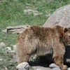 Montana Grizzly